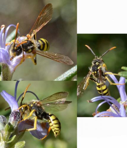 Nomada succincta